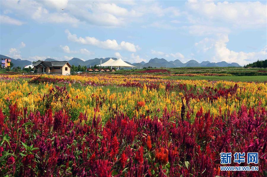 联通两日放量累计涨逾5% 专家称与电信合并可