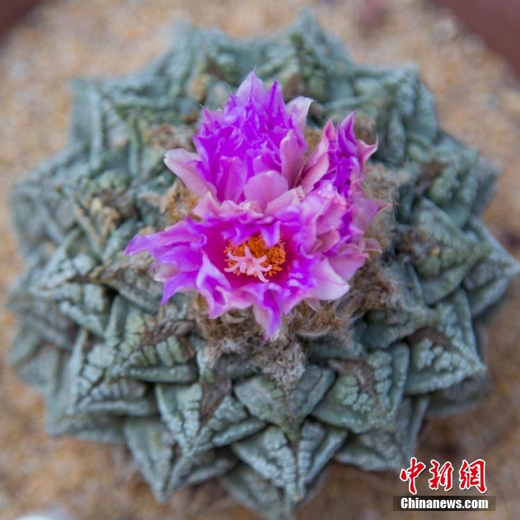 惠买力升级，和Coway一起打开双十一预售终极攻略